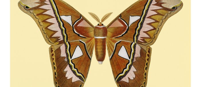 Butterfly Painting Coffee Mug By Newburydesigns Society6
