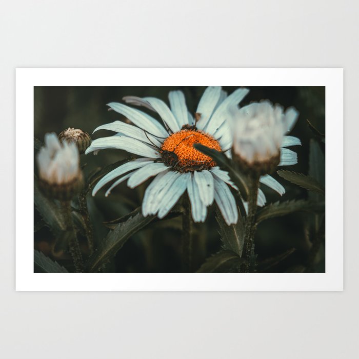 Shaded Daisy. Flower Photograph Art Print