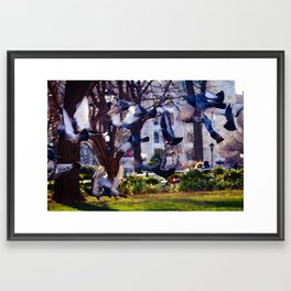 Pigeons in Flight Framed Art Print