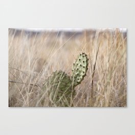 Prickly Prairie Grasslands Canvas Print