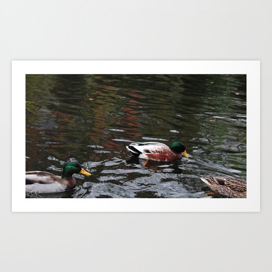Ducks Art Print