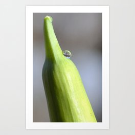 Water Droplet on Flower Bud Art Print