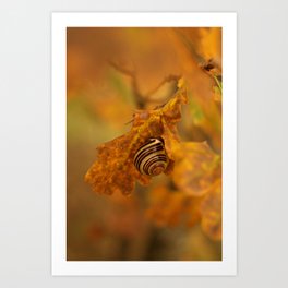 Snail in autumn | Macro | The Netherlands Art Print