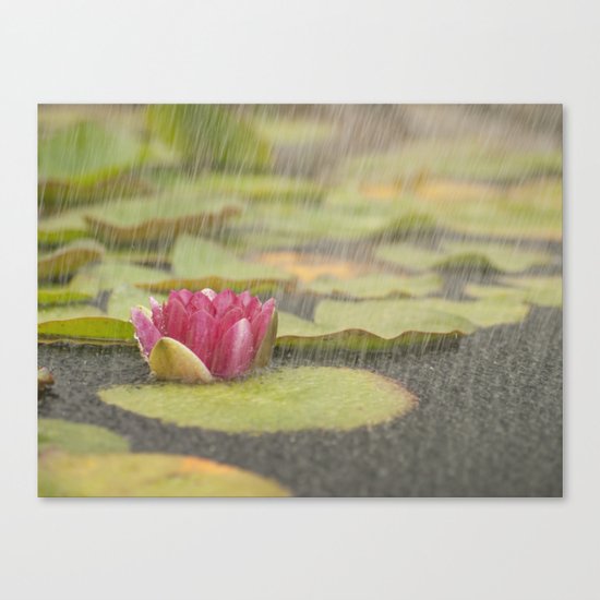 Water lily in the rain Canvas Print