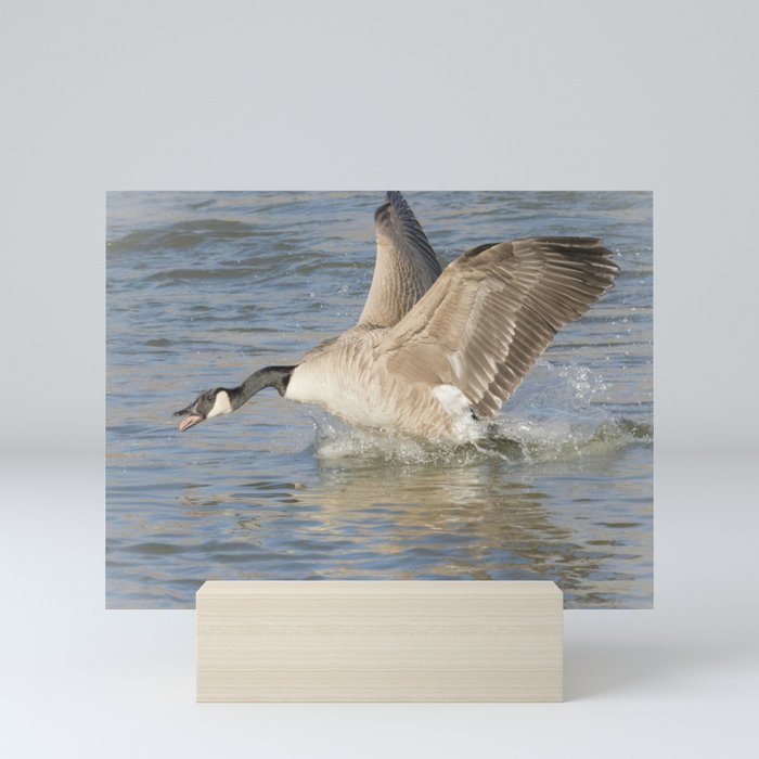 Canada Goose At The River Mini Art Print