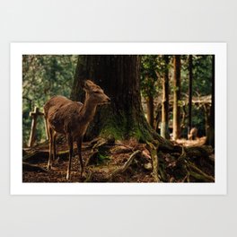 Nara Deer Art Print | Canon5Dmarkii, Color, Photo, Film, Digital, Miyajima, Kyoto, Other, Japan, Naradeer 