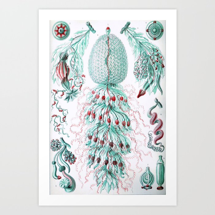 Art Print
