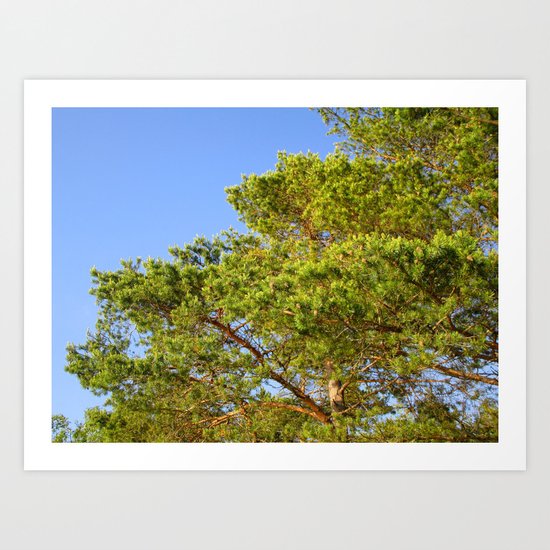 Treetop Art Print