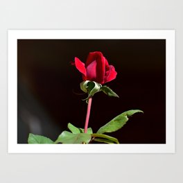 Rose Art Print | Red, Flower, Rose, Photo, Black And Red 