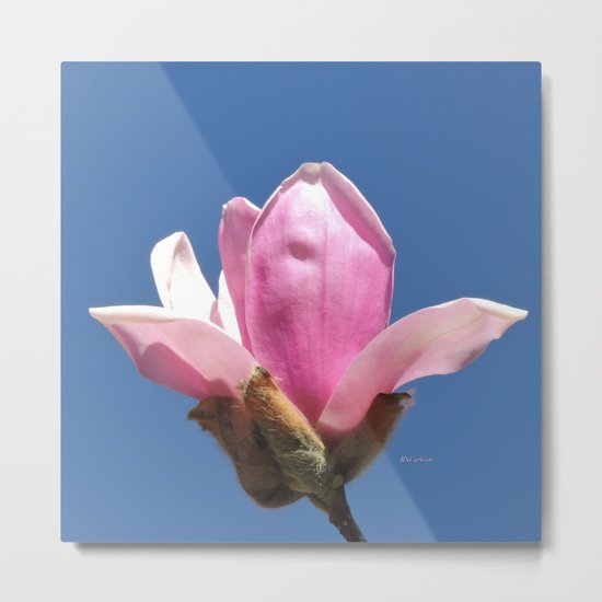 Magnolia Blossom on a Sky Blue Field Metal Print
