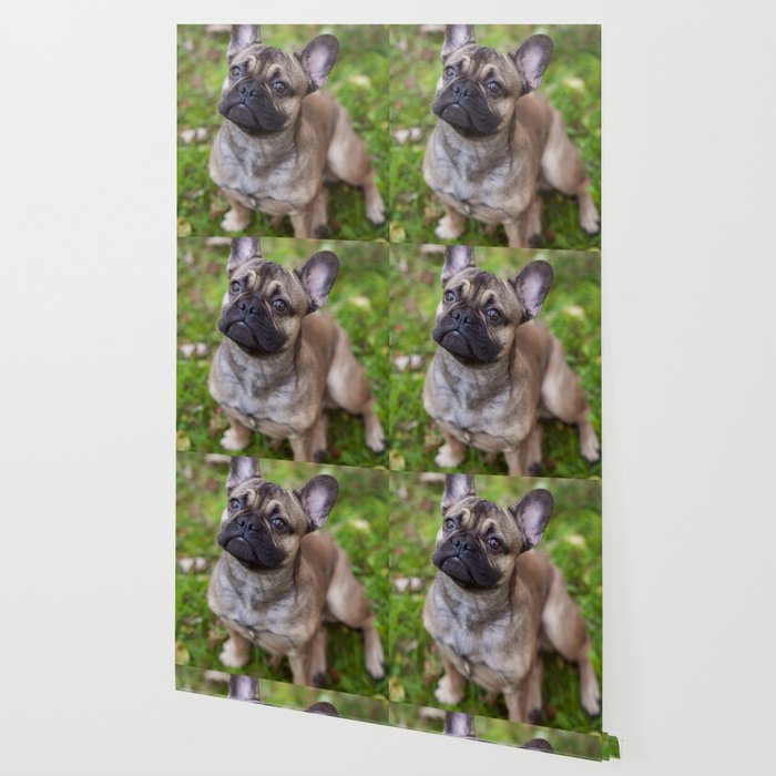 Frenchie Wallpaper by jswolfphotography | Society6