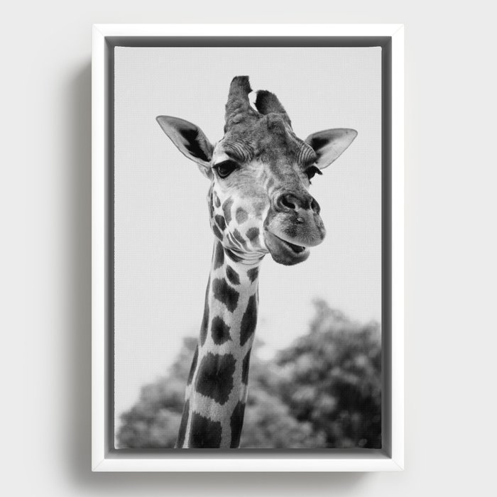 Giraffe face black and white Framed Canvas