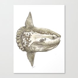 Ocean sunfish Mola Canvas Print
