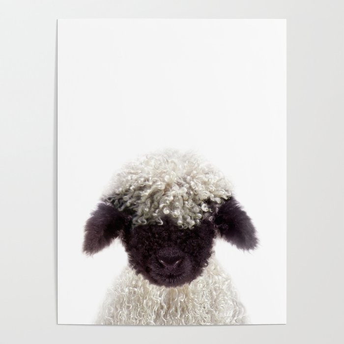 Baby Lamb, Blacknose Sheep, Farm Animals, Art for Kids, Baby Animals Art Print By Synplus Poster