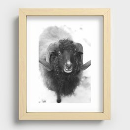 The black sheep, black and white photography Recessed Framed Print