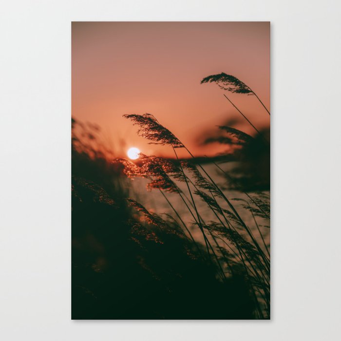 Sunset reeds Canvas Print