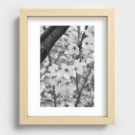 Black and white cherry blossoms Recessed Framed Print