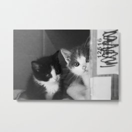 Street Cats Metal Print