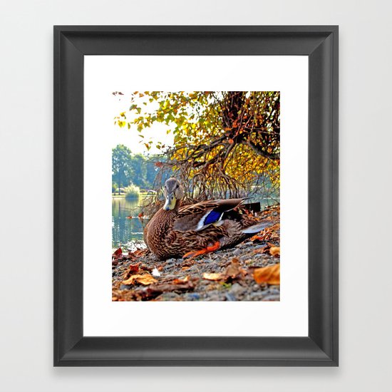 Autumn lake duck Framed Art Print