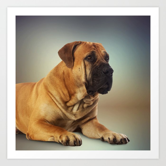 Boerboel bullmastiff top