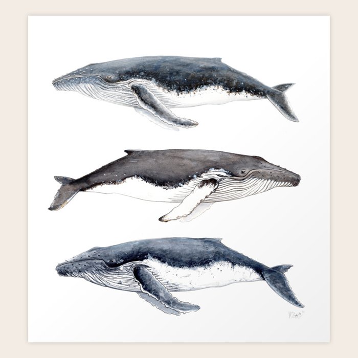 Humpback Whales Art Print By Chloeyzoard