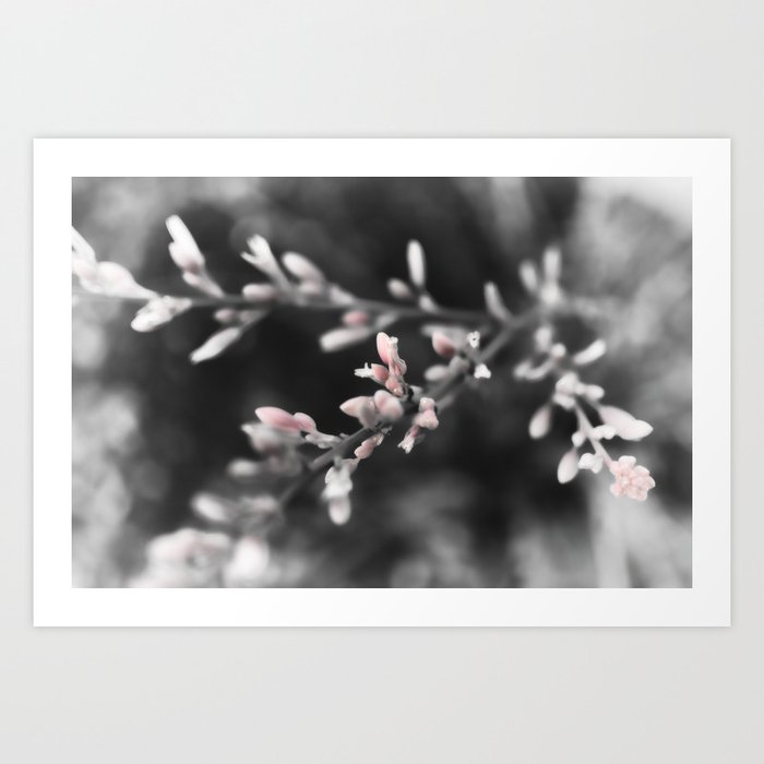 blossom Art Print