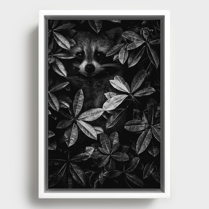 I spy - under cover of the night; baby raccoon spying in the ivy at night wilderness nature animal black and white photograph - photography - photographs Framed Canvas