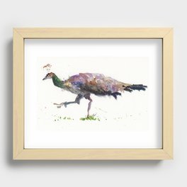 Peahen Recessed Framed Print
