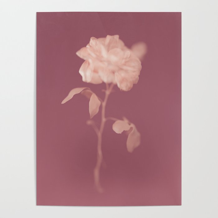Rose Modern Floral Art Print Poster