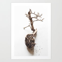 Dead bonsai Art Print