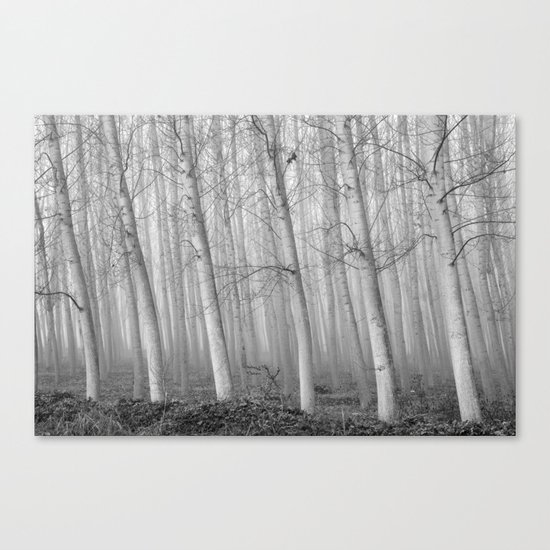 Foggy Poplars. BW Canvas Print