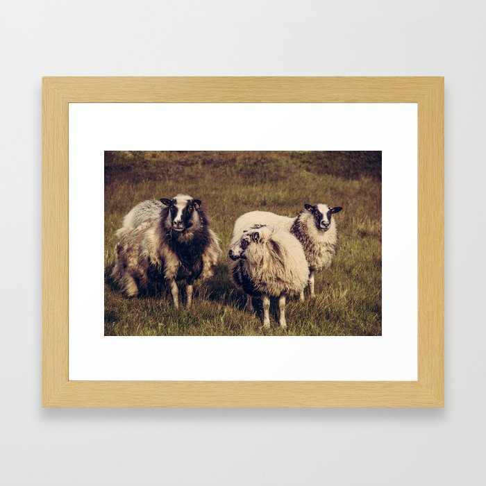 Icelandic Sheep Framed Art Print