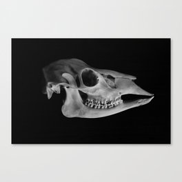 Cervidae // Full Deer Skull // High Contrast Monochrome Photograph Canvas Print