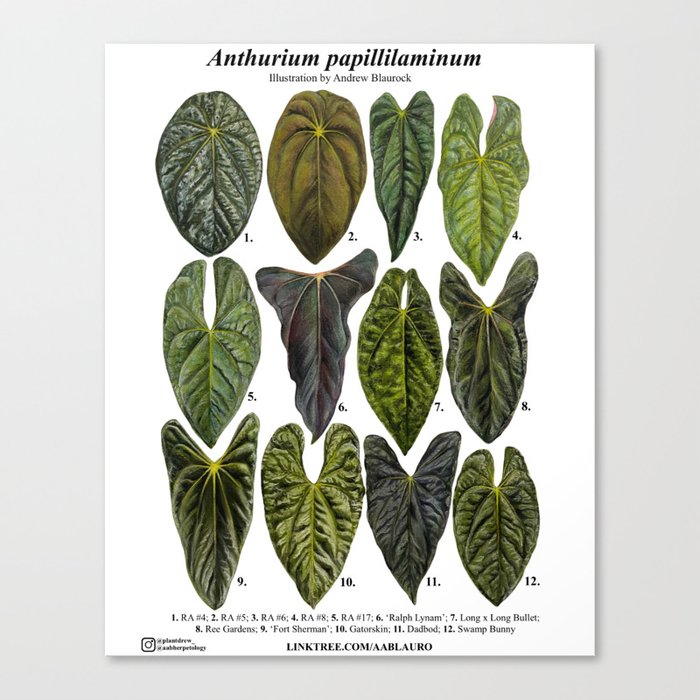 Anthurium papillilaminum clones: part 1 Canvas Print