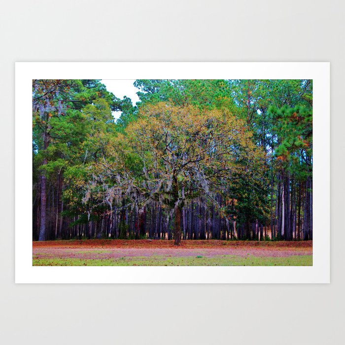 Pine Tree Landscape Art Print By Cynthiaguinn Society6