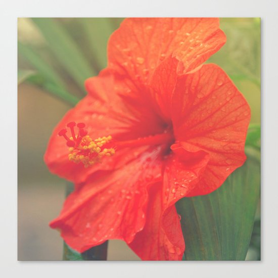 Red hibiscus Canvas Print