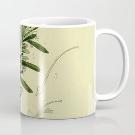 Botanical Rosemary Mug