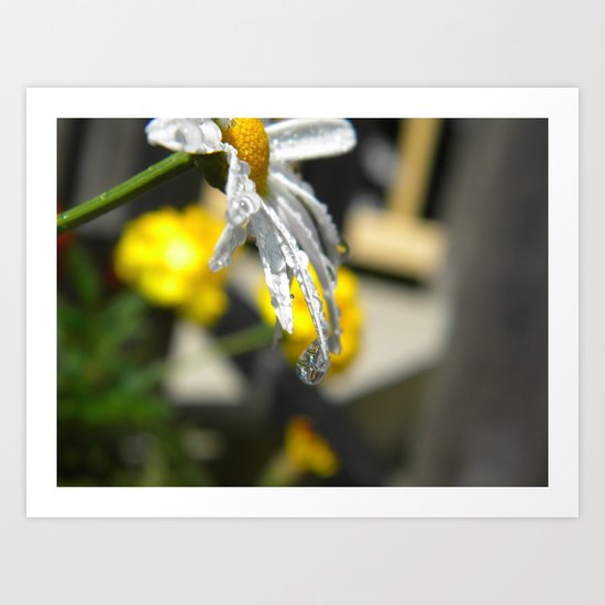 Dripping Daisy Art Print