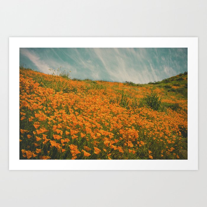 California Poppies 016 Art Print
