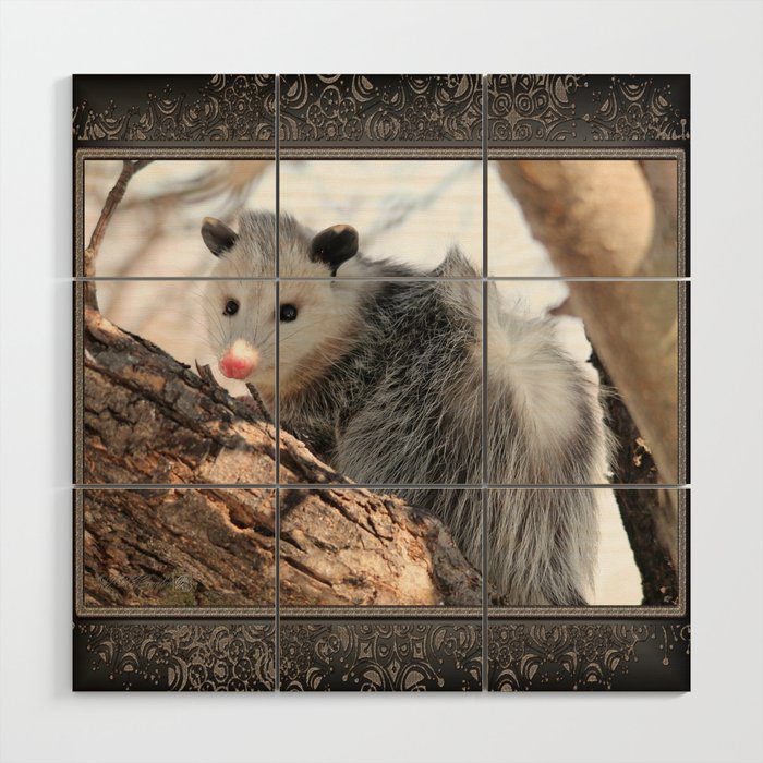 Opossum - Wikipedia