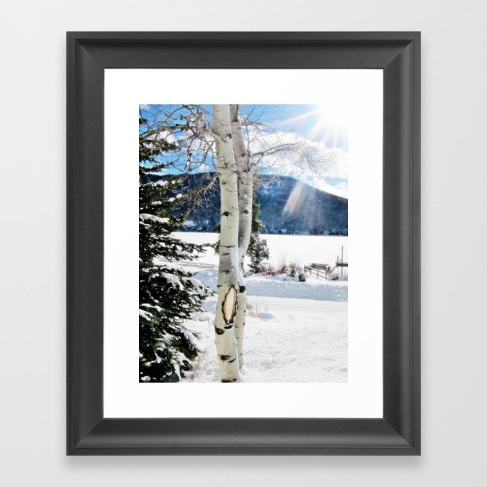 White Birch Tree in Snow Framed Art Print