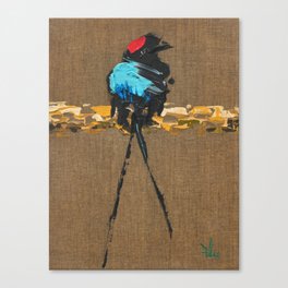 Long-tailed manakin Canvas Print