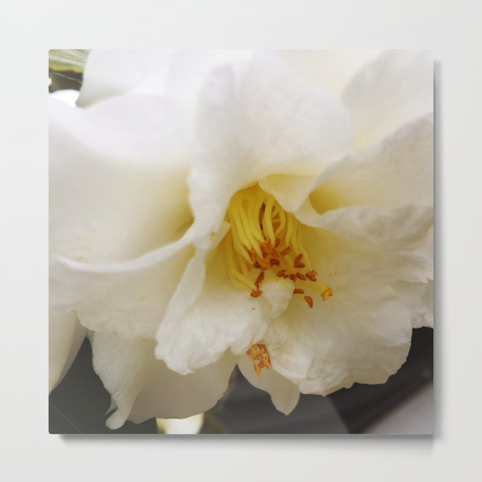 White Camellia Metal Print