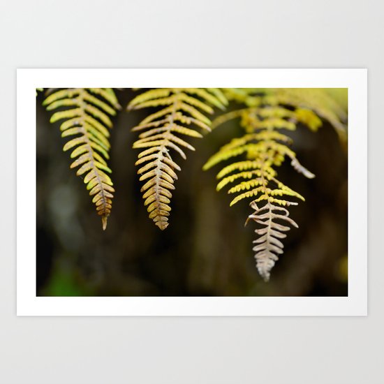 three ferns Art Print
