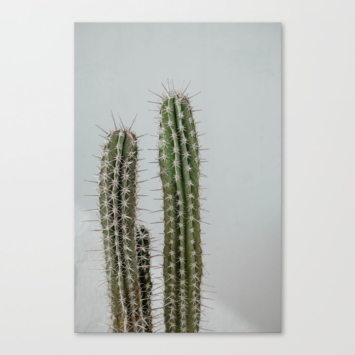 Cactus europe spain | Summer time street photography | Fine art print Canvas Print