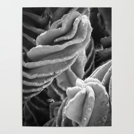 Abstract Cactus Poster