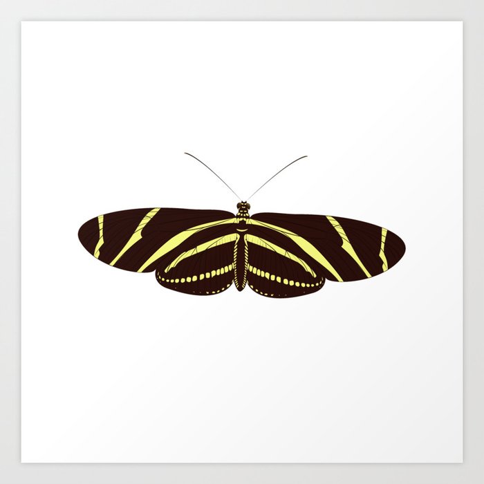 Heliconius charithonia - Zebra Longwing Butterfly Art Print