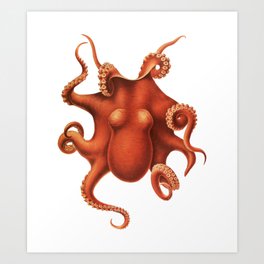 Vintage Cephalopod Art Print