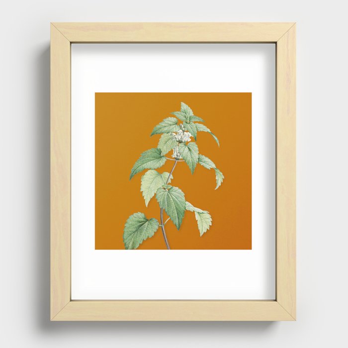Vintage White Dead Nettle Plant Botanical Illustration on Bright Orange Recessed Framed Print