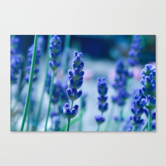 A Touch of blue - Lavender #1 Canvas Print